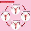 Les phases du cycle menstruel