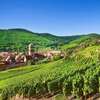 Authentique Alsace, visite dégustations de vins en Alsace