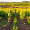 Visite dégustations de vins en Alsace