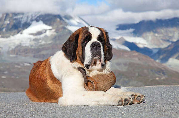 Vous connaissez le syndrome du St Bernard