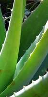 Béatrice Prangé, Phytothérapie à Saran