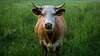 vache qui rumine