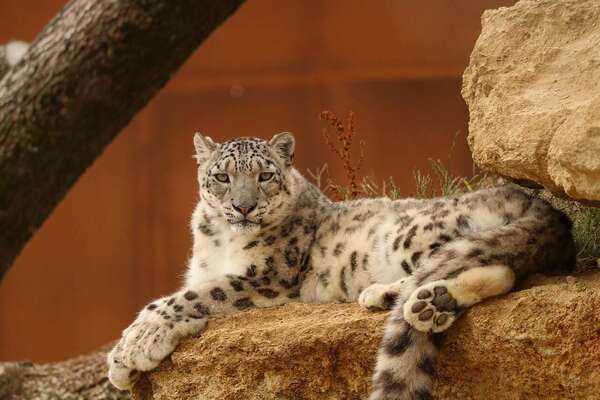 que ferait la panthere des neiges a ma place