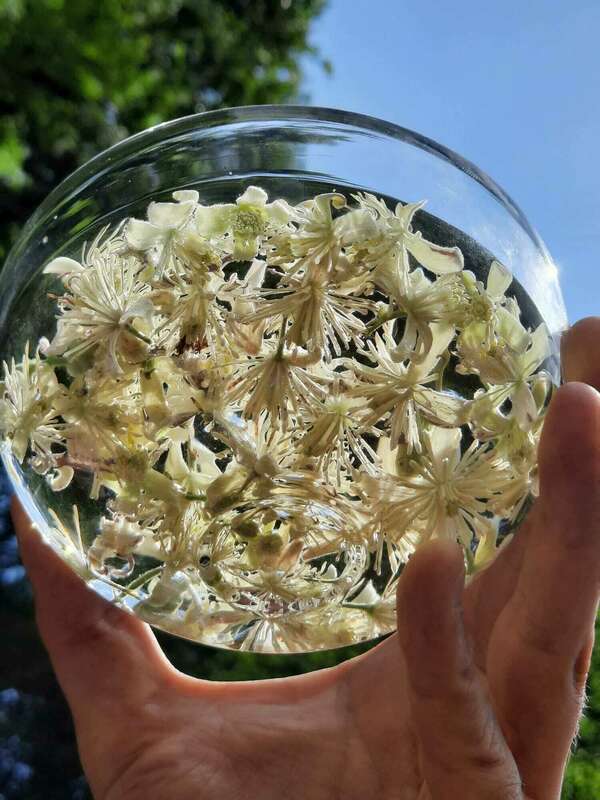 Préparation des élixirs floraux