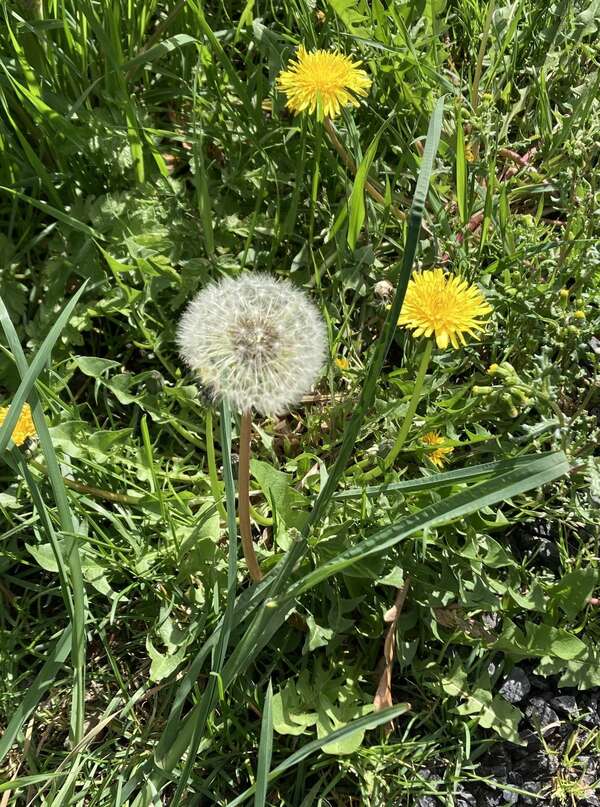 Pourquoi le Pissenlit est-il bien plus qu'une "mauvaise herbe"?