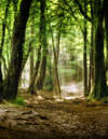 Chemin forestier sinueux symbolisant détente et bien-être