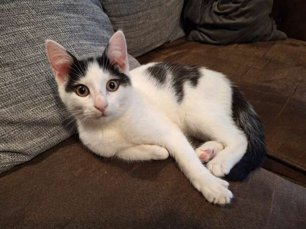 Les bienfaits des chats : dans la vie quotidienne et en consultation