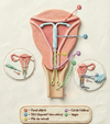 schema uterin DIU