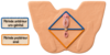 Schéma périnée
