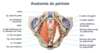 Vue simplifiée de dessous du bassin montrant le pubis, les ischions, le coccyx, la vulve, l’urètre, le vagin, l’anus et les deux zones du périnée.