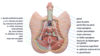 Vue simplifiée de dessous du bassin montrant le pubis, les ischions, le coccyx, la base du pénis, le scrotum, l’anus et les deux zones du périnée.