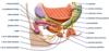 Schéma pédagogique du nerf pudendal et de l’anatomie périnéale féminine, représentant les branches nerveuses du clitoris, du périnée et de la région anale, avec les principaux muscles du plancher pelvien annotés.