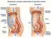 Schéma de profil montrant le diaphragme, les abdominaux, la vessie, l’utérus, le rectum et le plancher pelvien, avec des flèches illustrant la circulation des pressions dans le corps.