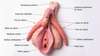 clitoris anatomie et excitation progressive