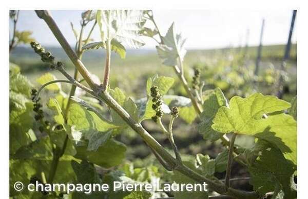 Week -end entre vignes et forêts