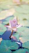 fleur de lotus rose délicate avec gouttelettes d'eau sur feuilles de nénuphar dans étang sombre