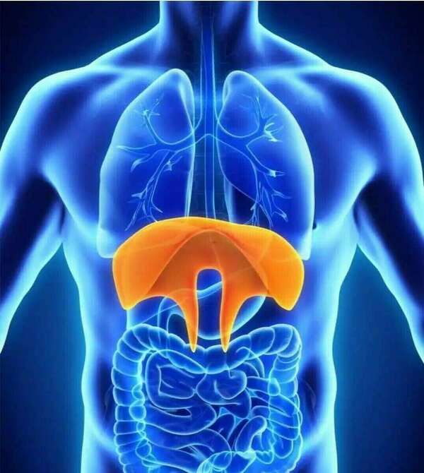 Le diaphragme : La clé de la respiration