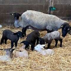 img_168320250312-3852715-r8fm7x