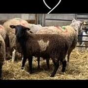 img_360120250312-3834618-1lyzwgj