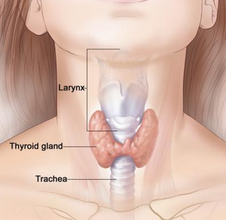 La Thyroide... ce qu'il faut en connaitre
