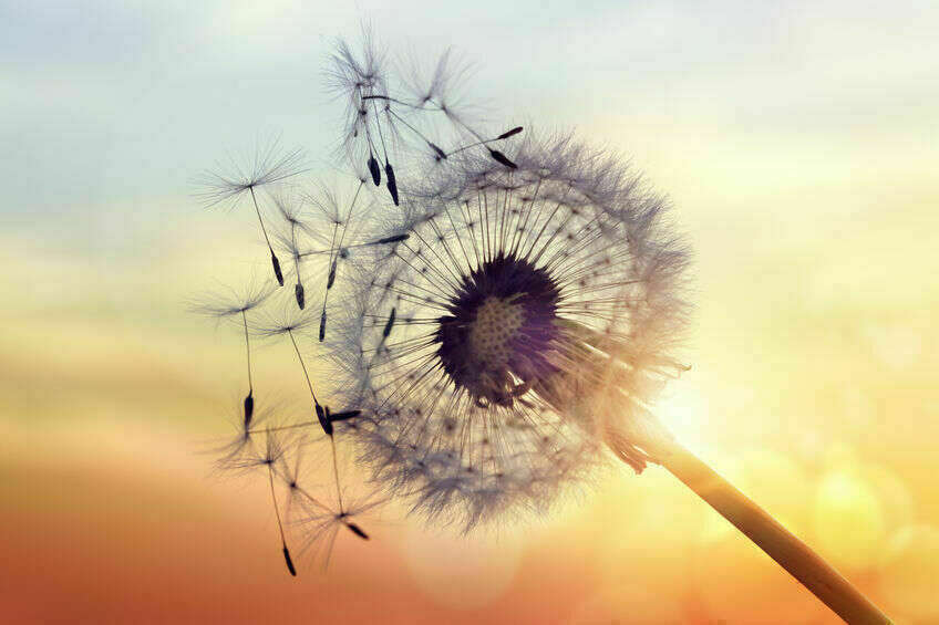 accompagner la fin de vie par le reiki