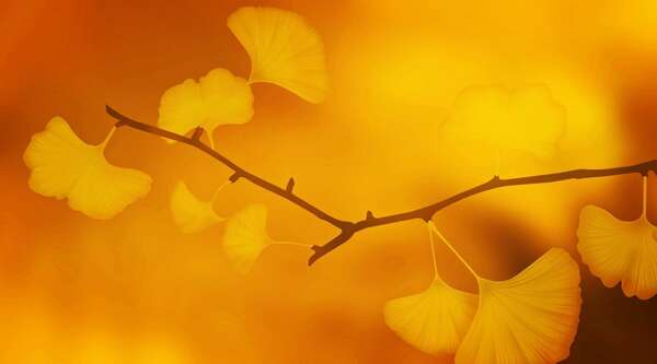 les 5 preceptes ou principes du reiki de mikao usui