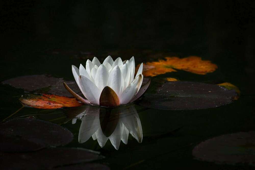 federation de reiki