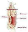 Corriger la musculature abdominale