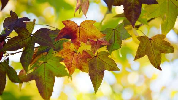 Une bonne rentrée grâce à la naturopathie