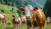Producteurs de lait bio offrant une alternative plus naturelle et nutritive que certains produits industriels bien notés au Nutri-Score.