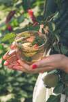 femme avec tisane et plantes, bien-être digestif naturel