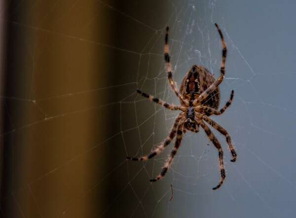 HYPNOSE - VAINCRE LA PHOBIE DES ARAIGNEES