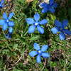 fleurs de bach en pleine nature