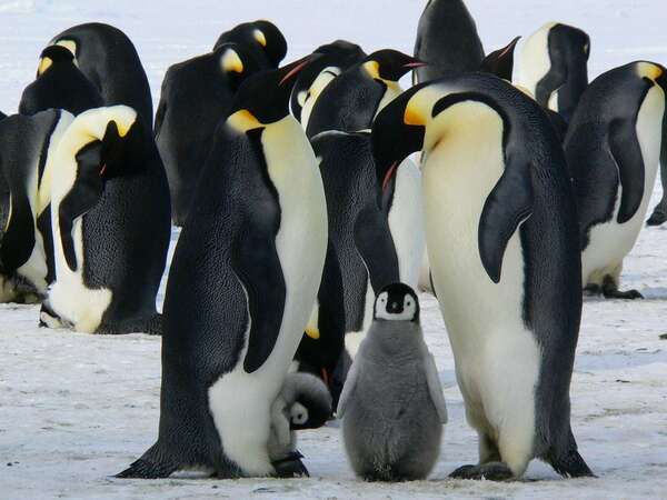 Les pingouins ont-ils des genoux ?  Les fous ragots du web