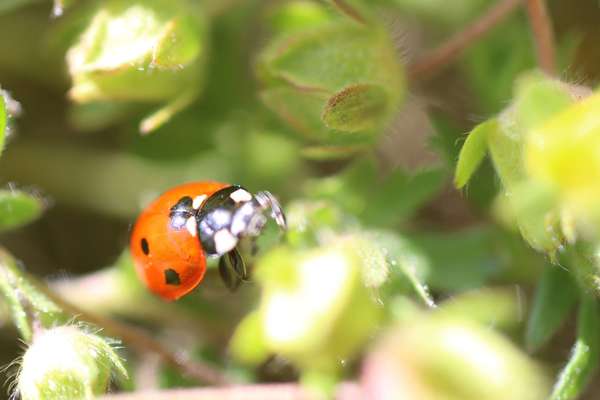 STAGE Rencontre avec le meilleur de Soi