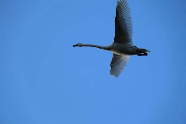 SOYEZ CONFIANT ET TOUT IRA BIEN !