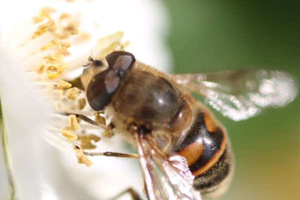 STAGE Alimentation Ayurvédique santé et saveurs