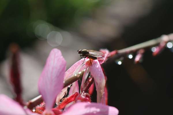 ATELIER  Booster son immunité  naturellement