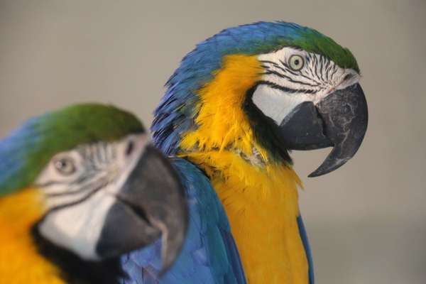 Session CNV-Communication Bienveillante