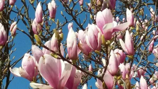 S'ouvrir à l'énergie du printemps