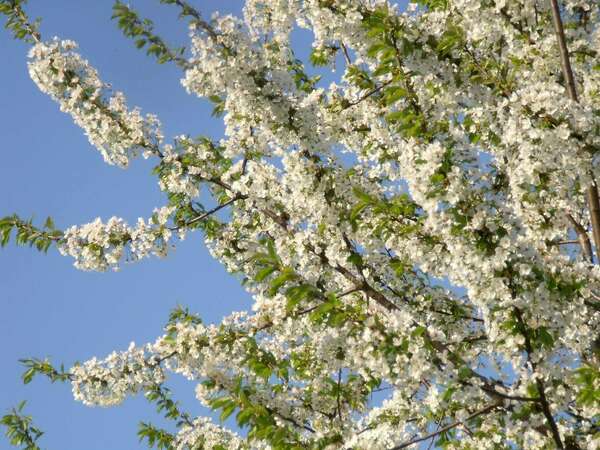 Détox ayurvédique en douceur