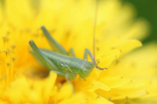 Méditation de pas sage