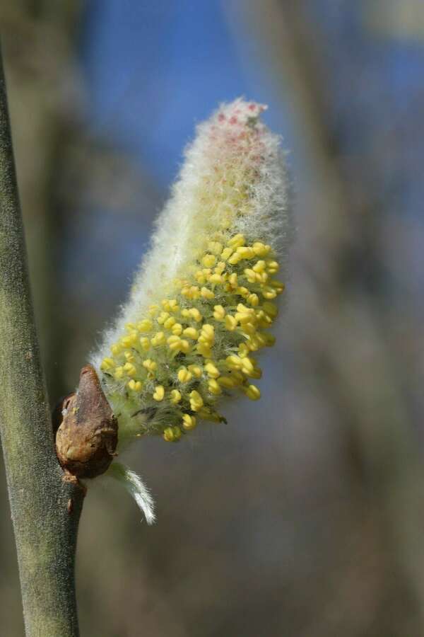 ATELIER : S'accorder au printemps selon l'Ayurvéda
