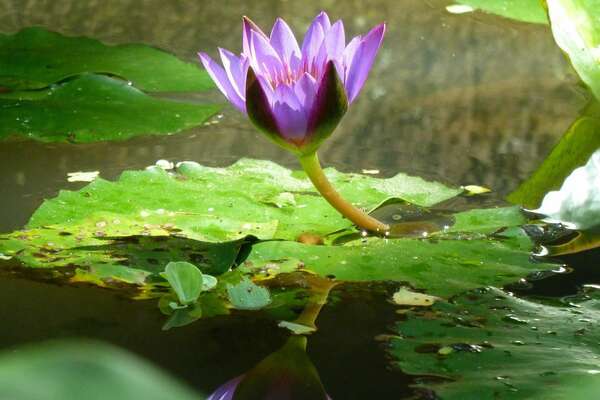 Atelier : La MEDITATION, quoi, comment, pourquoi ?
