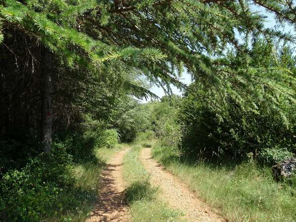 Soin de forêt, Sylvothérapie