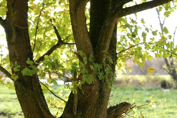 Sylvothérapie et les 6 sens