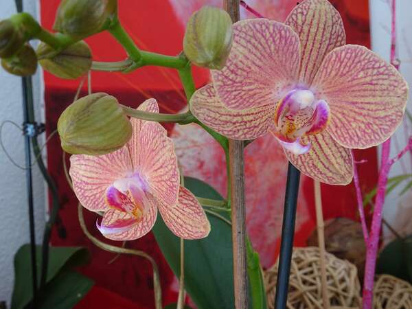 ATELIER CUISINE Comment éliminer le sucre en douceur ?