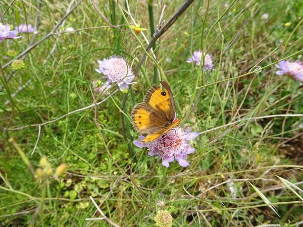 Libérations des blocages