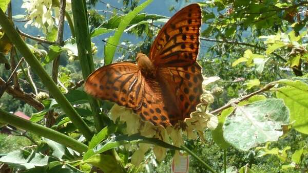Groupe de LIBERATION