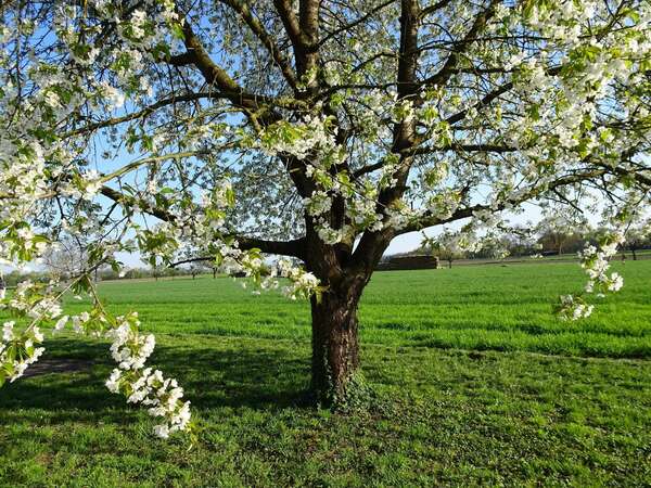 Journée Ayurvédique du Printemps